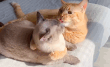 【猫片】舔猫是不是很甜?